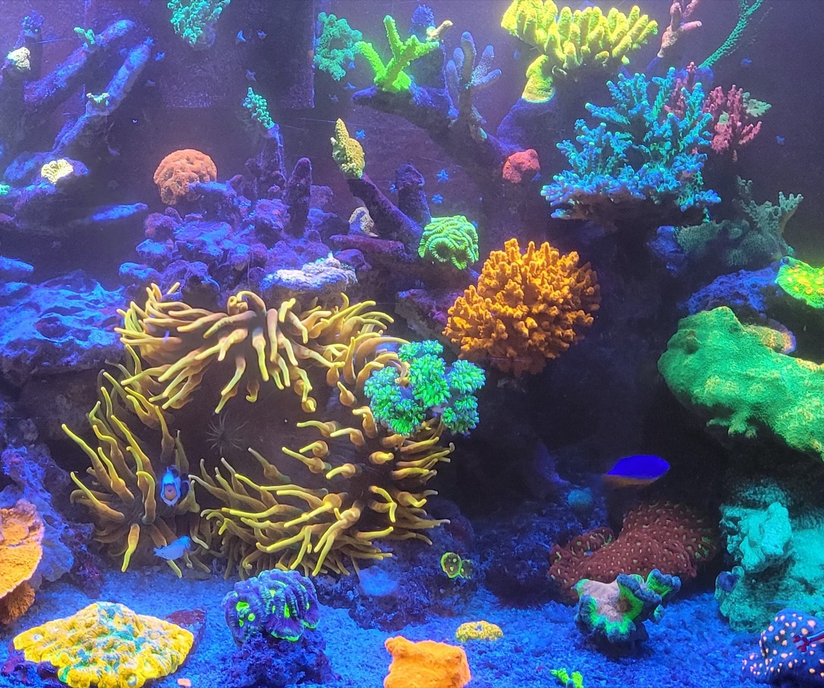 Beautiful coral reef aquarium