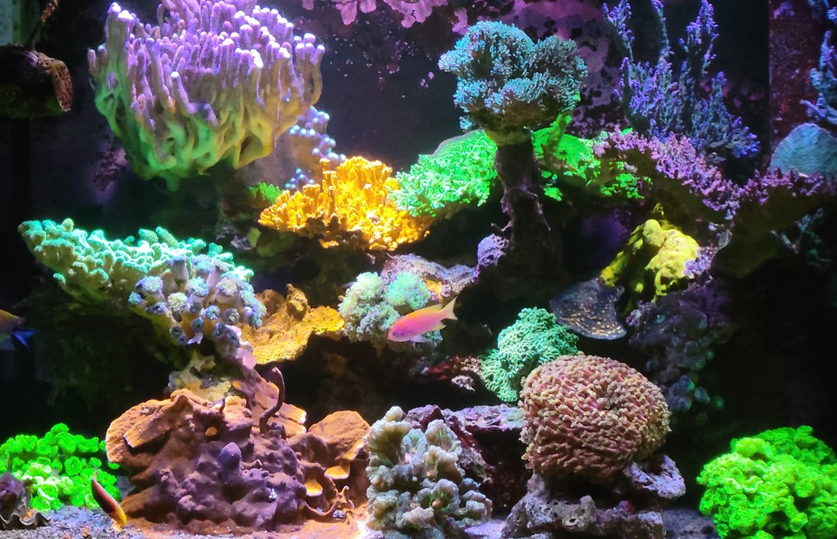 Beautiful coral reef aquarium display